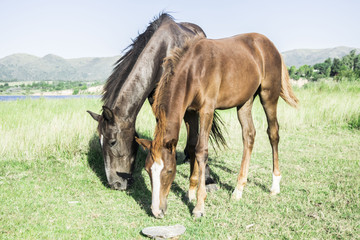 Caballos libres en dique Los Molinos -cordoba - Argentina