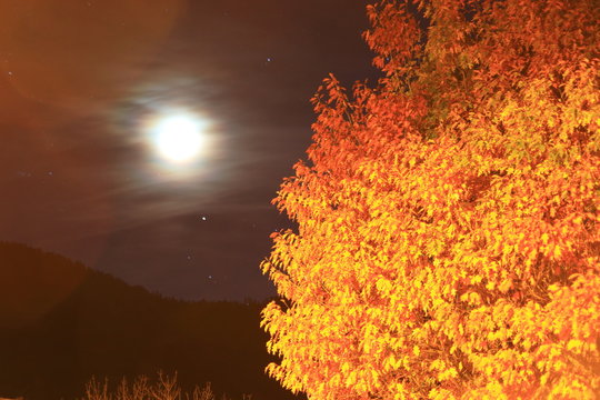 orange foliage of a tree lit up at night with the moon in the background