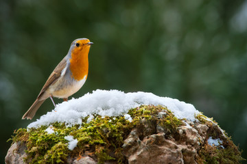 Robin bird in the snow