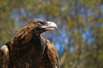 wedge tailed eagle