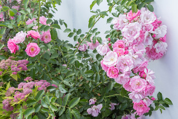 Pink rose flowers bush tree with white wall
