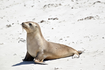 asea lion