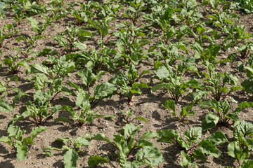 Farm crop of radish vegetables