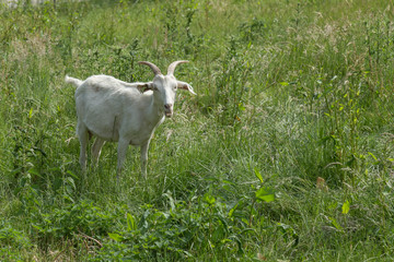 Obraz premium White male goat gazing on a grass field pasture