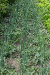 Chive ciboulette crop in a kitchen garden on the countryside