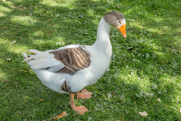 Male goose brown and white posing in a magnificent, concentrated, intense, dense way