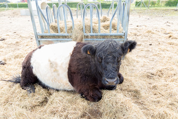 Fluffy furry black and white Galloway cow sit on straw