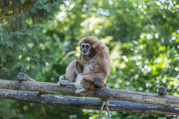 Gibon sitting on a wood lader looking around - endangered, cute, agile furry wild primate,