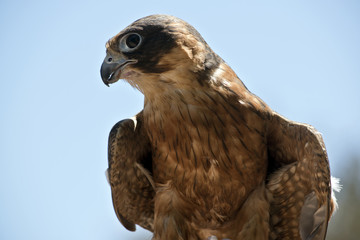 a hobby falcon