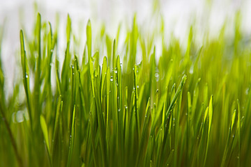 фон из травы с каплями россы 