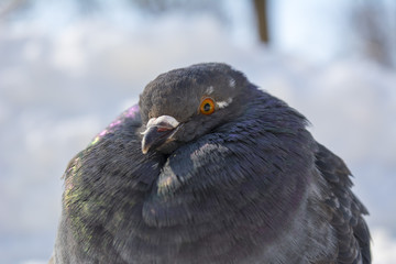 A dove or pigeon frozen in the snow 