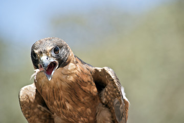 a hobby falcon