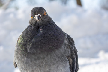 A dove or pigeon frozen in the snow 