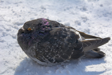 A dove or pigeon frozen in the snow 