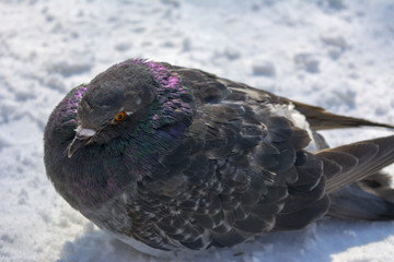A dove or pigeon frozen in the snow 