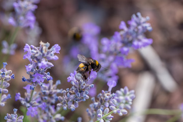 Furry bumblebee climbing on a blue lavender flowering plant - macro side view