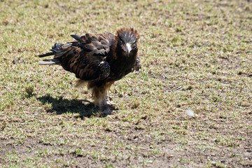 a black breasted buzzard