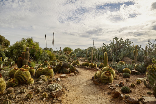 Cacti at a cactus farm