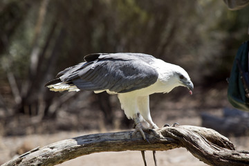 A sea eagle