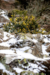Dartmoor United kingdom During The Beast From The East 2018