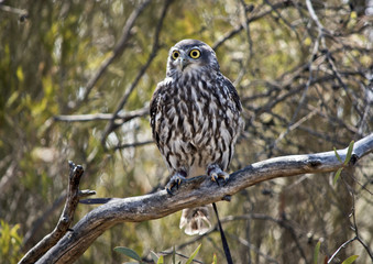 barking owl