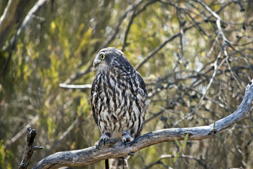 barking owl