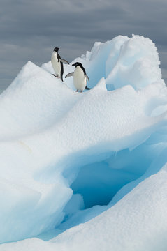 Adelie penguins, Antarctica.