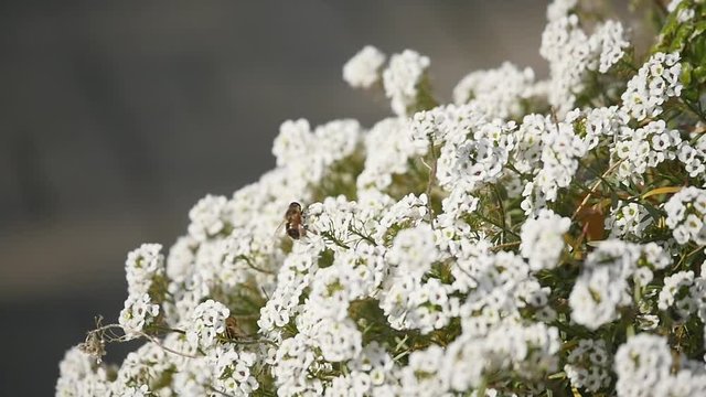 Macro of Fly with big eyes on white flower isolated on black background. Nature and wild life background. big insect on Lobularia maritima flower