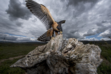 Halcón Peregrino, Posandose en una roca con las alas extendidas