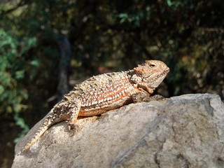 Horned Lizard in East Mountains of New Mexico