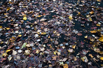 leafs all on the pavement