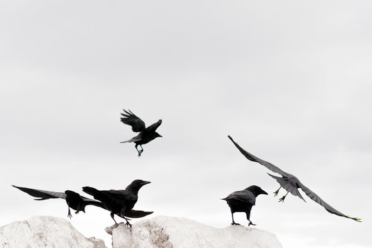 Flock of Crows