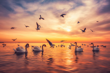 White swans in the sea,sunrise shot