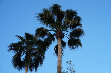 Fototapeta premium California Palm Trees