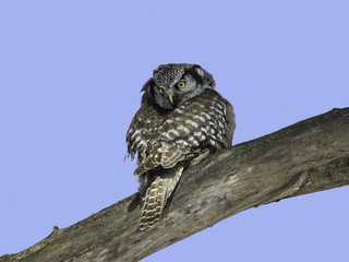 Northern Hawk Owl on Blue Sky