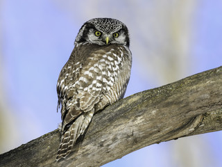 Northern Hawk Owl on Blue Sky