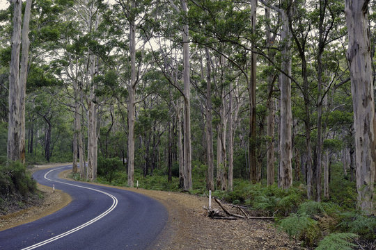 Baron Forest Western Australia
