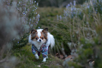 Chihuahua rosemary