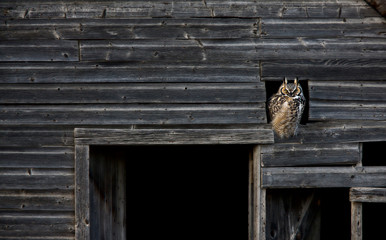 Great Horned Owl