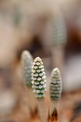 春の味覚　ツクシ