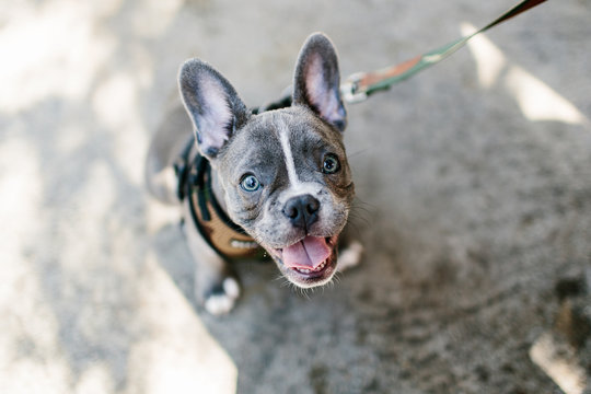 Adorable french bulldog puppy on a leash