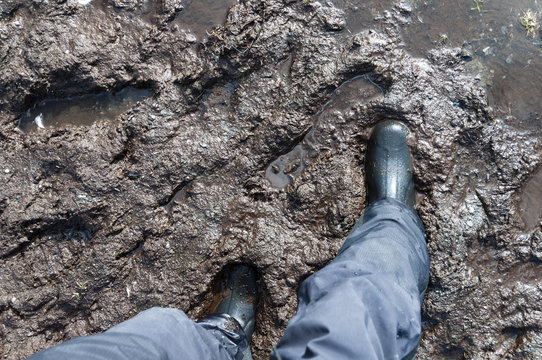 Walking through a muddy bog, South Georgia.