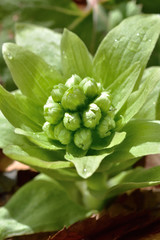 春の味覚　フキノトウ