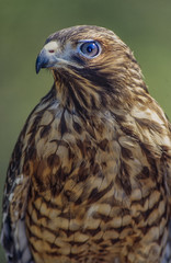 Red Tailed Hawk