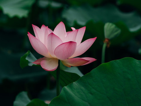 Lotus Background Images – Browse 390,891 Stock Photos, Vectors, and Video |  Adobe Stock