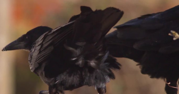 Close up tail feathers and heads black crow rooks feeding slow motion