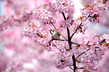 すずめ　桜の花


