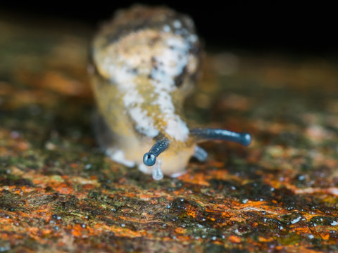 snail moving in wild