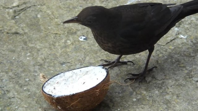 The common blackbird Turdus merula feeding from Insect Coconut Suet Shells in Ireland 