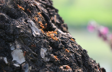 Red ant  wildlife animal holding on tree trunk with sunrise in morning time bug life in nature background